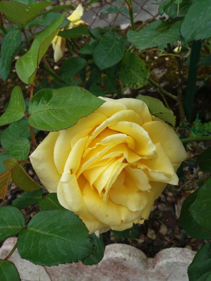 Bed And Breakfast Les Roses Multicolores Du 47 Fumel Exterior foto