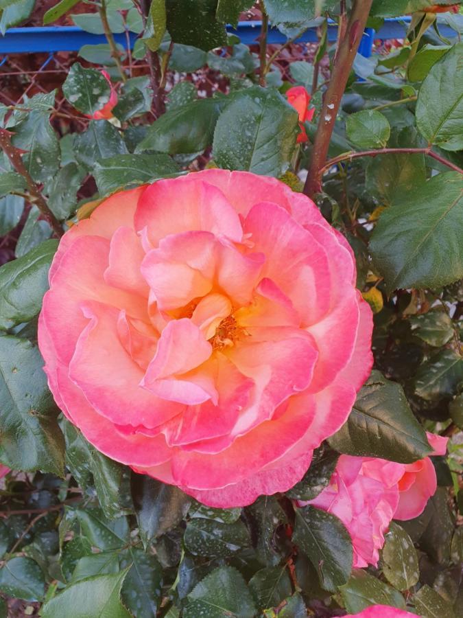 Bed And Breakfast Les Roses Multicolores Du 47 Fumel Exterior foto