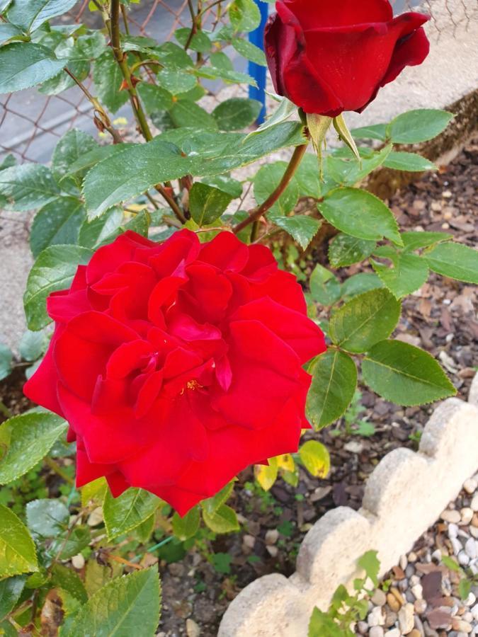Bed And Breakfast Les Roses Multicolores Du 47 Fumel Exterior foto